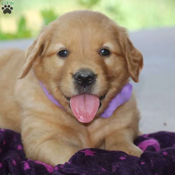 Sienna, Golden Retriever Puppy